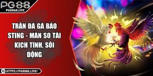 Trận Đá Gà Bảo Sting - Màn So Tài Kịch Tính, Sôi Động