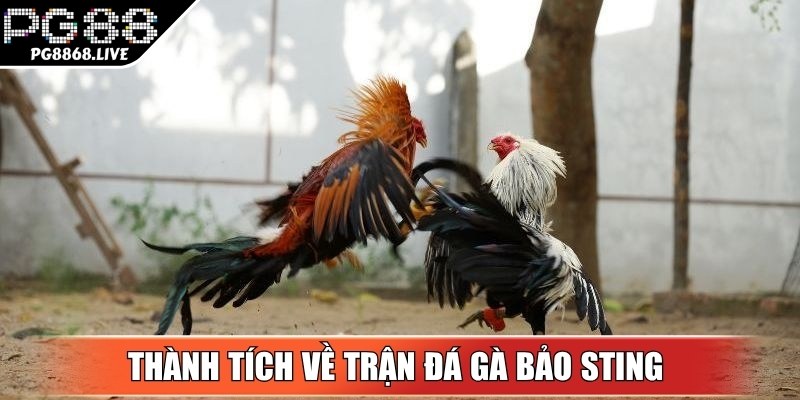 Thành tích được ghi nhận tại các trận đấu kê của Bảo Sting