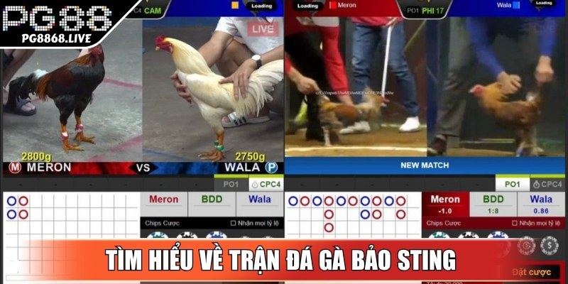 Tìm hiểu về trận đá gà Bảo Sting